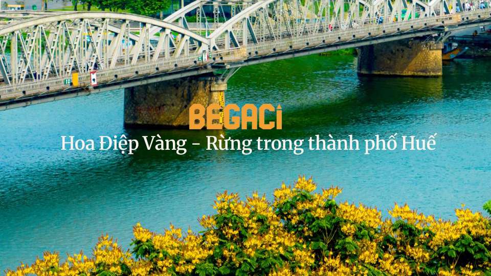 Nuôi Ong Đô Thị: Hành trình tạo ra Mật Ong đa hoa tinh khiết