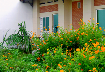Hoa sao nhái